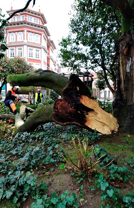 Cae en Noia unha rama de máis de 3.000 kilos nos xardíns de Felipe de Castro